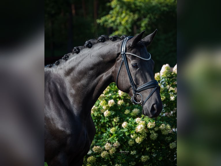 Hanovrien Jument 5 Ans 167 cm Bai brun foncé in Niemegk Hanovrien Jument 5 Ans 167 cm Bai brun foncé in Niemegk