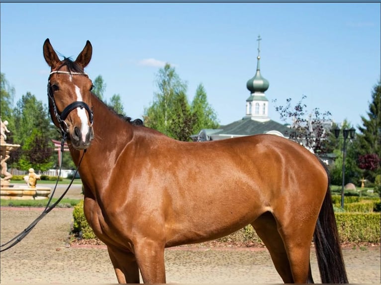 Hanovrien Jument 5 Ans 167 cm Bai cerise in Dnipro