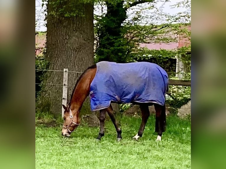 Hanovrien Jument 5 Ans 167 cm Bai in Walsrode
