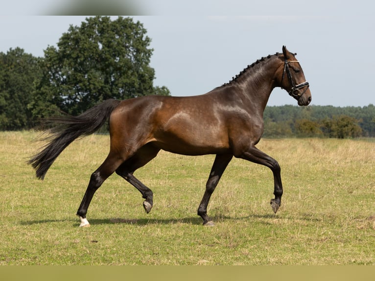 Hanovrien Jument 5 Ans 167 cm Bai in Kladrum
