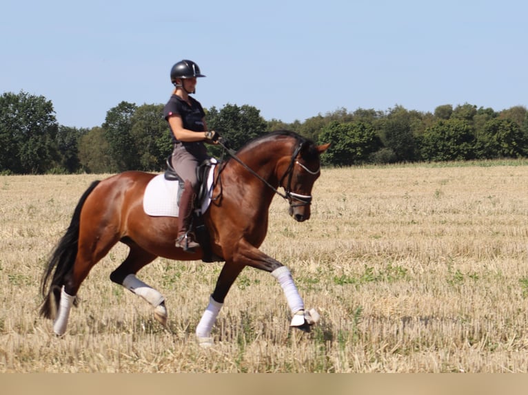 Hanovrien Jument 5 Ans 167 cm Bai in Reeßum