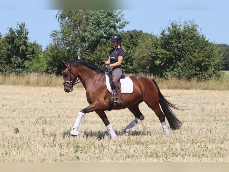 Hanovrien Jument 5 Ans 167 cm Bai in Reeßum
