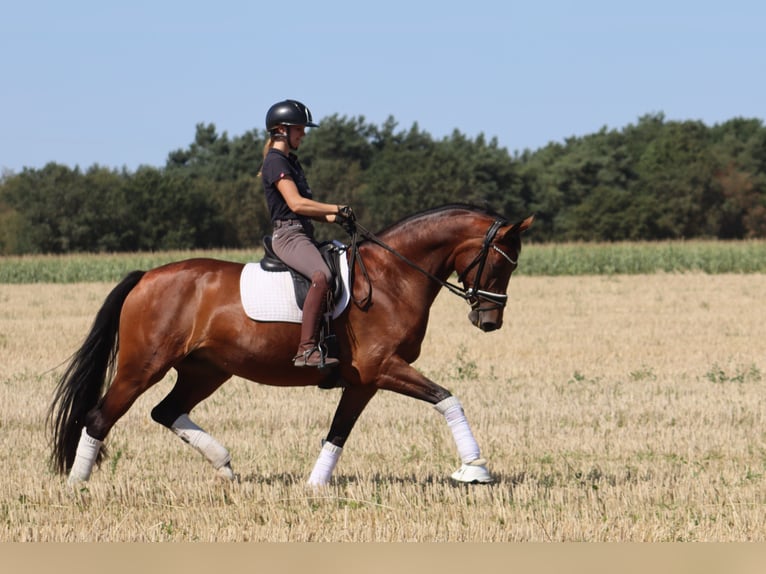 Hanovrien Jument 5 Ans 167 cm Bai in Reeßum