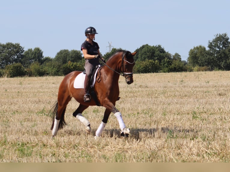Hanovrien Jument 5 Ans 167 cm Bai in Reeßum