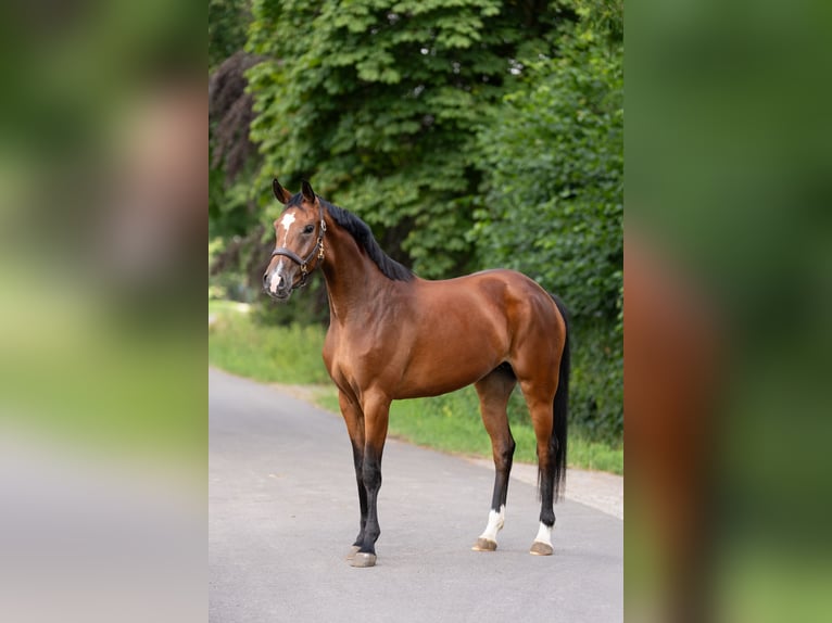 Hanovrien Jument 5 Ans 167 cm Bai in OosterhoutOosterhout