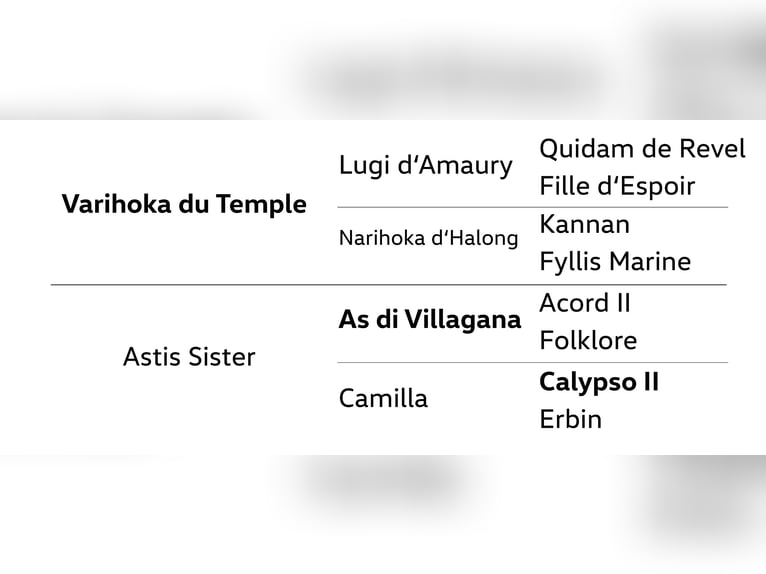 Hanovrien Jument 5 Ans 167 cm Bai in Dannenberg (Elbe)