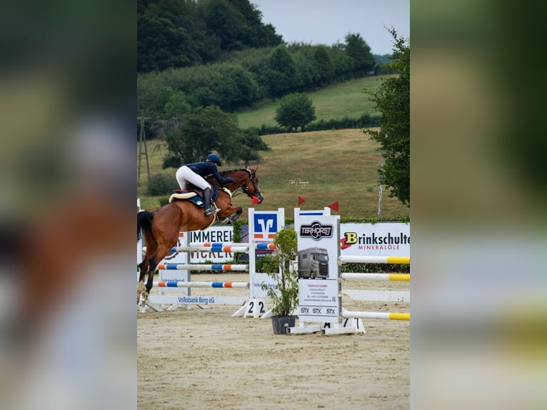 Hanovrien Jument 5 Ans 167 cm Bai in Neunkirchen