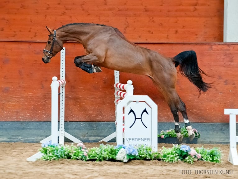 Hanovrien Jument 5 Ans 167 cm Bai in Verden