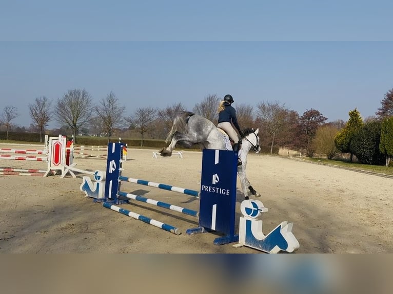 Hanovrien Jument 5 Ans 167 cm Gris in Oststeinbek