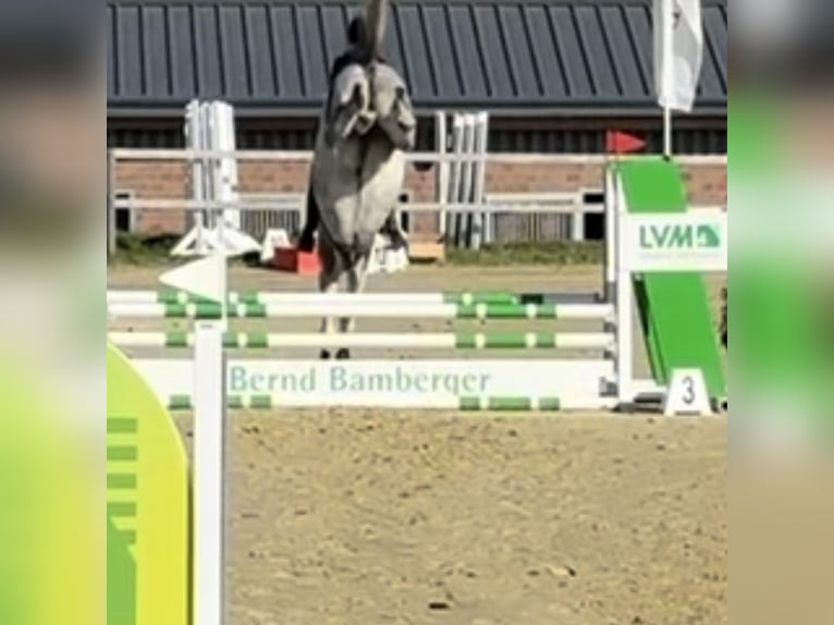 Hanovrien Jument 5 Ans 167 cm Gris in Oststeinbek