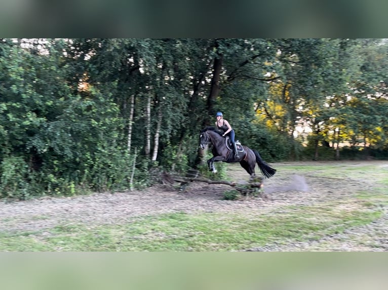 Hanovrien Jument 5 Ans 167 cm Noir in Wiefelstede