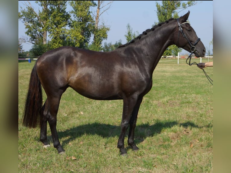 Hanovrien Jument 5 Ans 167 cm Noir in M&#xFC;geln