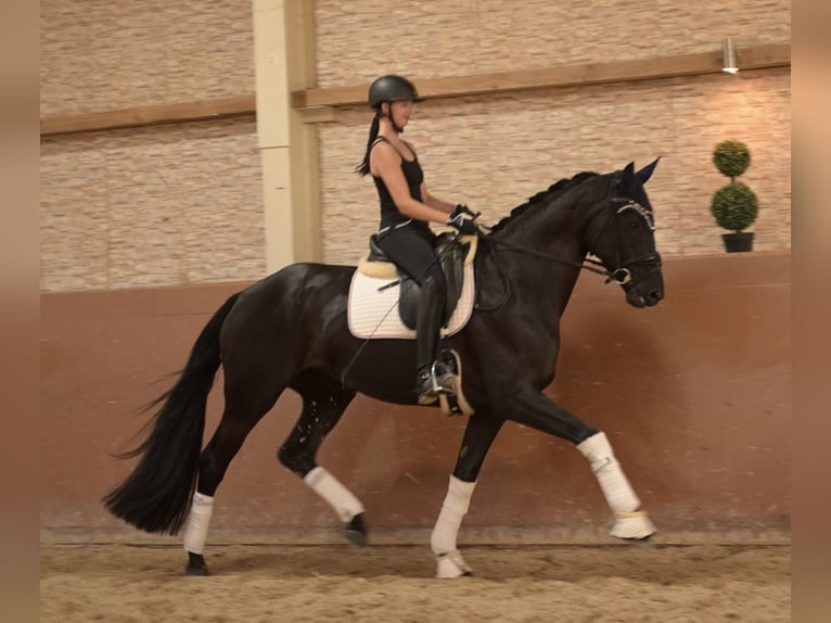 Hanovrien Jument 5 Ans 167 cm Noir in Wehringen