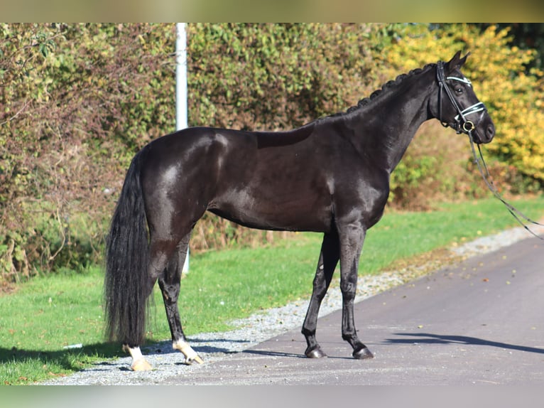 Hanovrien Jument 5 Ans 167 cm Noir in Deinstedt