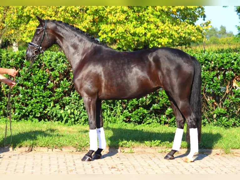 Hanovrien Jument 5 Ans 167 cm Noir in Selsingen