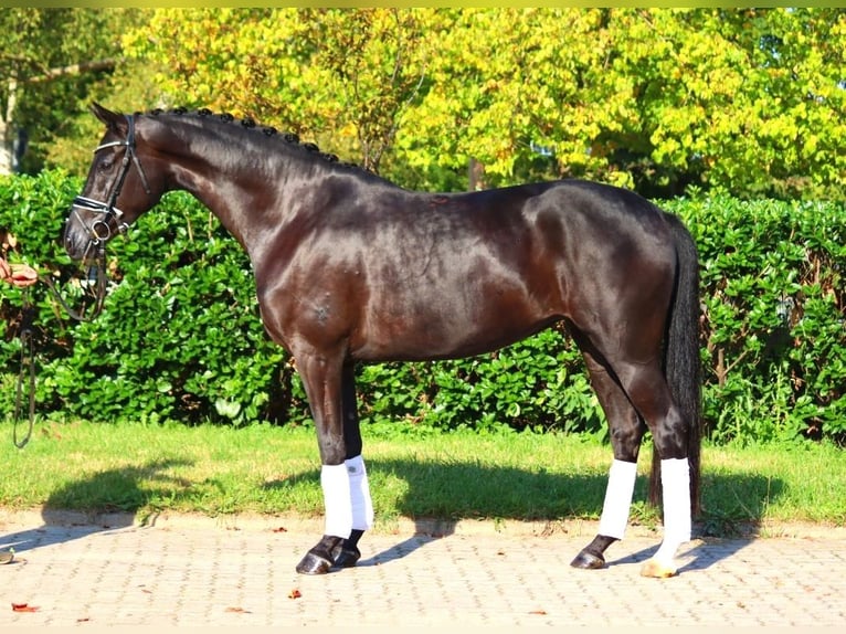 Hanovrien Jument 5 Ans 167 cm Noir in Selsingen