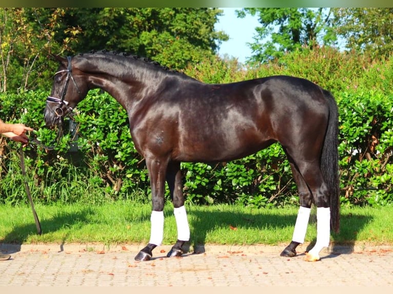 Hanovrien Jument 5 Ans 167 cm Noir in Selsingen