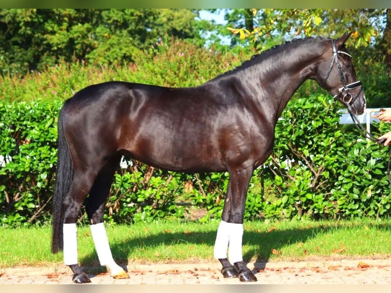 Hanovrien Jument 5 Ans 167 cm Noir in Selsingen