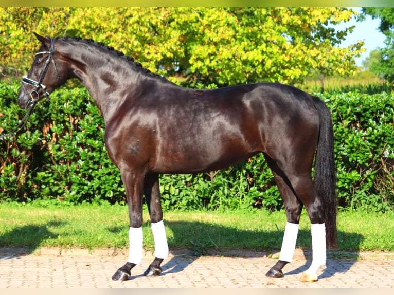 Hanovrien Jument 5 Ans 167 cm Noir in Selsingen