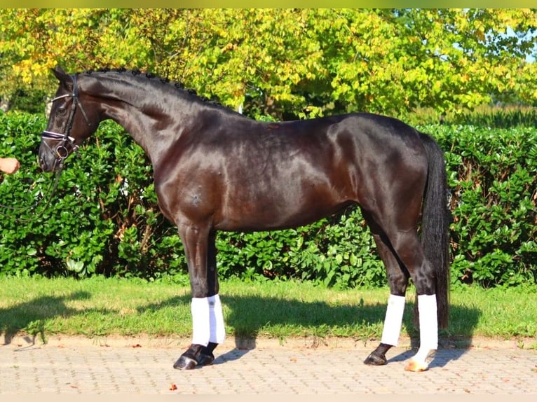 Hanovrien Jument 5 Ans 167 cm Noir in Selsingen