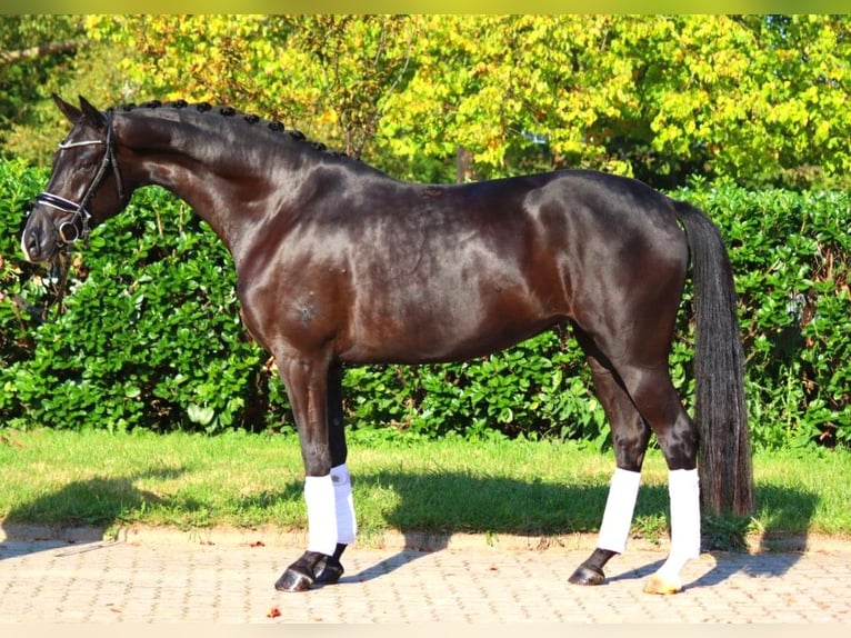 Hanovrien Jument 5 Ans 167 cm Noir in Selsingen