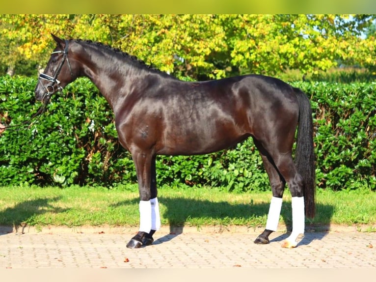 Hanovrien Jument 5 Ans 167 cm Noir in Selsingen