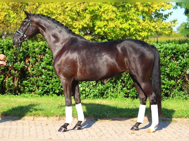 Hanovrien Jument 5 Ans 167 cm Noir in Selsingen