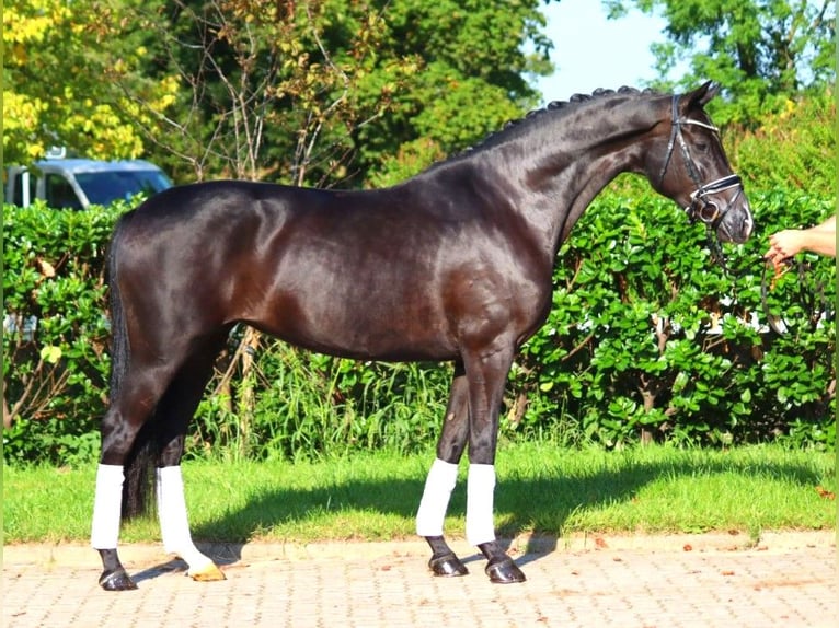 Hanovrien Jument 5 Ans 167 cm Noir in Selsingen