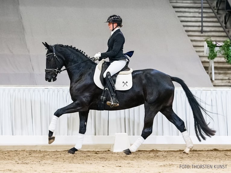 Hanovrien Jument 5 Ans 167 cm Noir in Verden