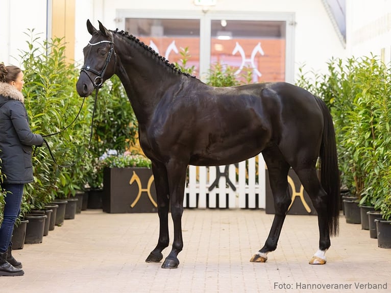 Hanovrien Jument 5 Ans 167 cm Noir in Verden