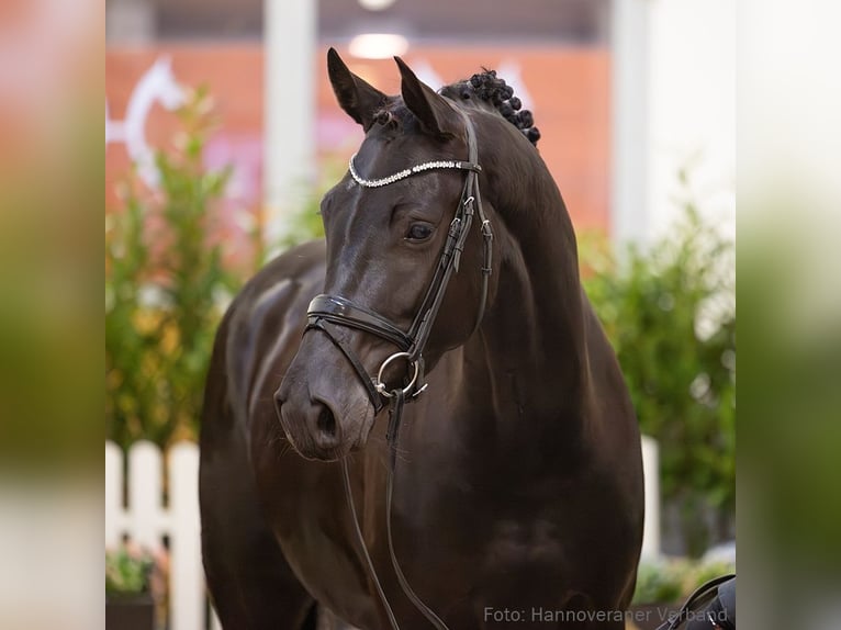 Hanovrien Jument 5 Ans 167 cm Noir in Verden