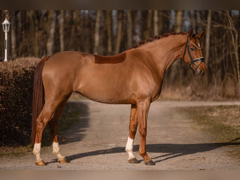 Hanovrien Jument 5 Ans 168 cm Alezan in Wehringen