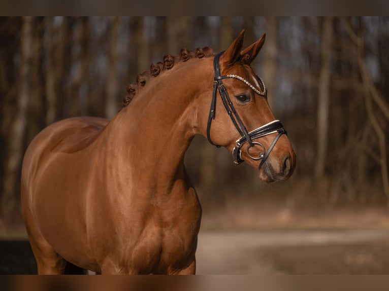 Hanovrien Jument 5 Ans 168 cm Alezan in Wehringen