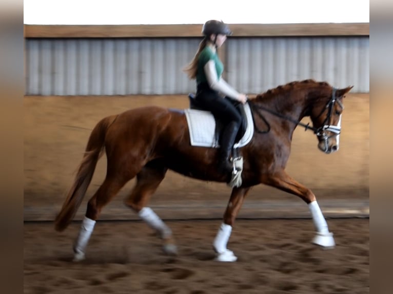 Hanovrien Jument 5 Ans 168 cm Alezan in Fredenbeck