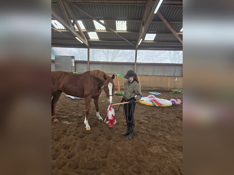 Hanovrien Jument 5 Ans 168 cm Alezan in Fredenbeck