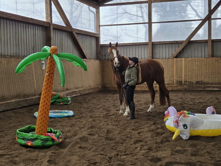 Hanovrien Jument 5 Ans 168 cm Alezan in Fredenbeck