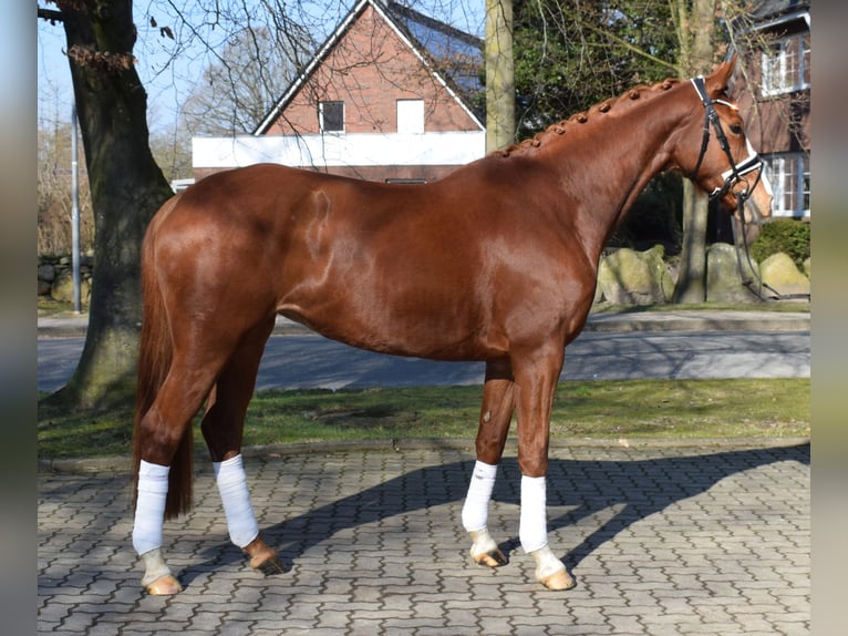 Hanovrien Jument 5 Ans 168 cm Alezan in Fredenbeck