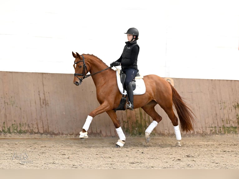 Hanovrien Jument 5 Ans 168 cm Alezan in Kutenholz