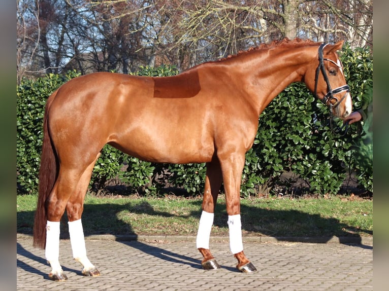 Hanovrien Jument 5 Ans 168 cm Alezan in Selsingen