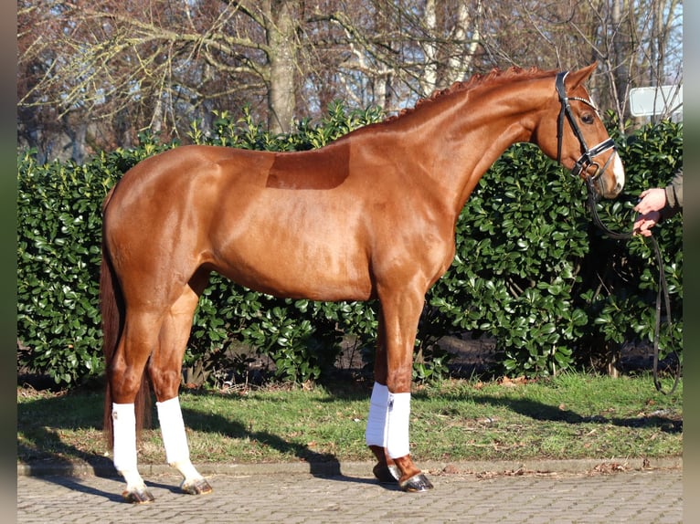 Hanovrien Jument 5 Ans 168 cm Alezan in Selsingen