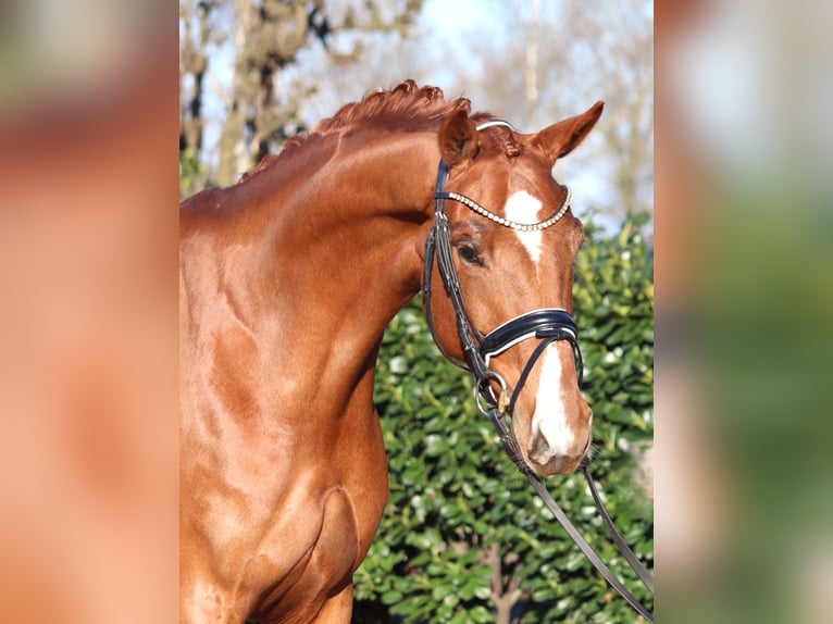 Hanovrien Jument 5 Ans 168 cm Alezan in Selsingen