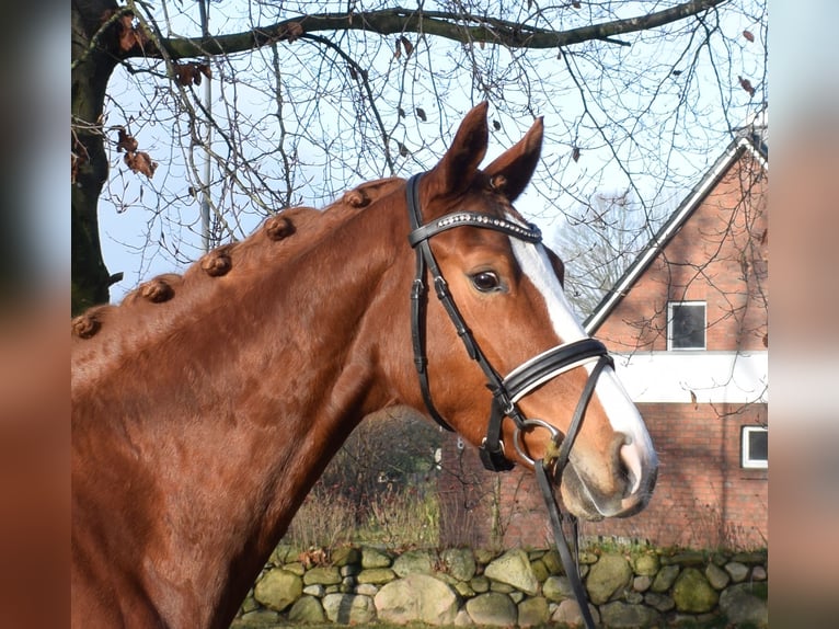 Hanovrien Jument 5 Ans 168 cm Alezan in Fredenbeck