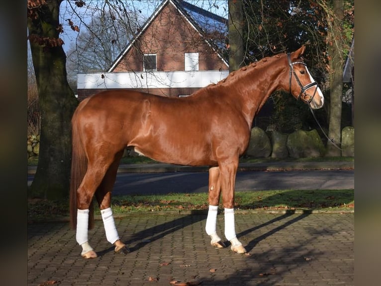 Hanovrien Jument 5 Ans 168 cm Alezan in Fredenbeck