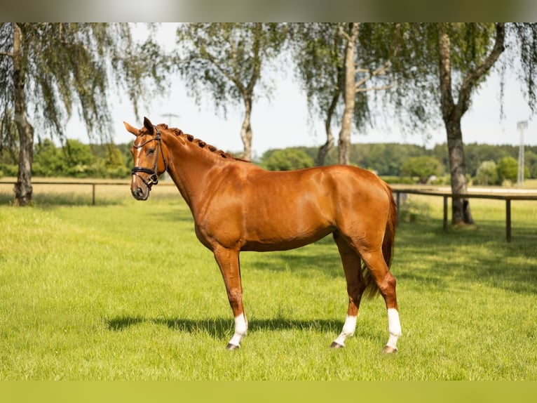 Hanovrien Jument 5 Ans 168 cm Alezan in Holzkirchen