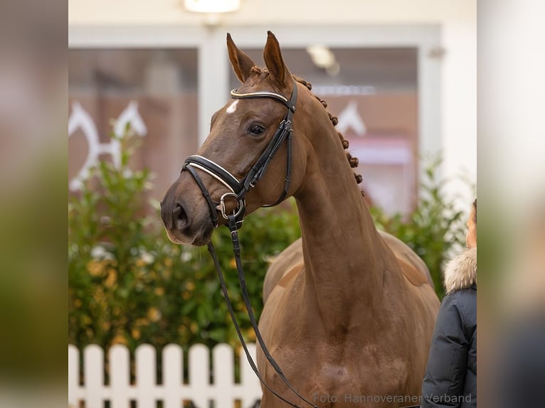Hanovrien Jument 5 Ans 168 cm Alezan in Verden