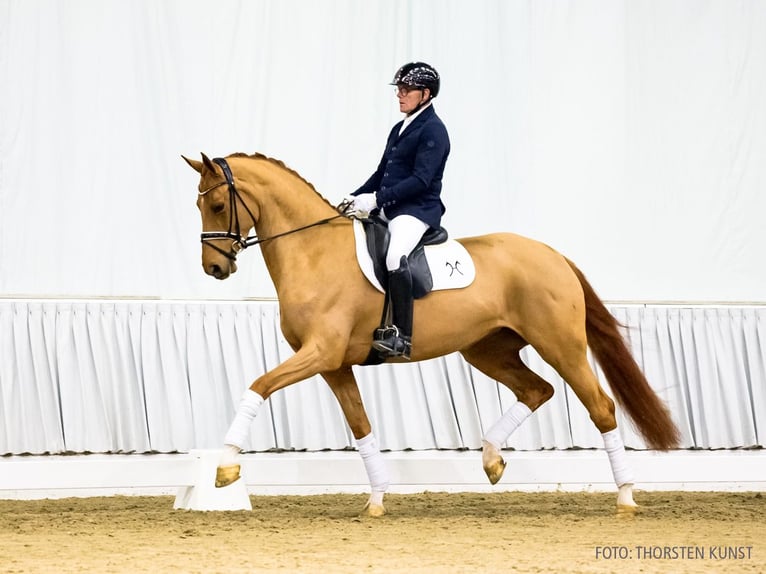 Hanovrien Jument 5 Ans 168 cm Alezan in Verden