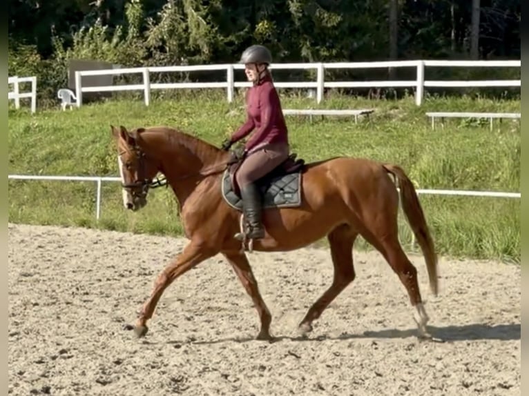 Hanovrien Jument 5 Ans 168 cm Alezan in Pelmberg