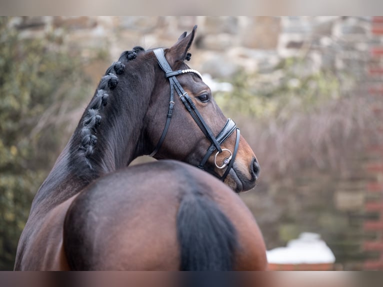 Hanovrien Jument 5 Ans 168 cm Bai brun in Bramsche