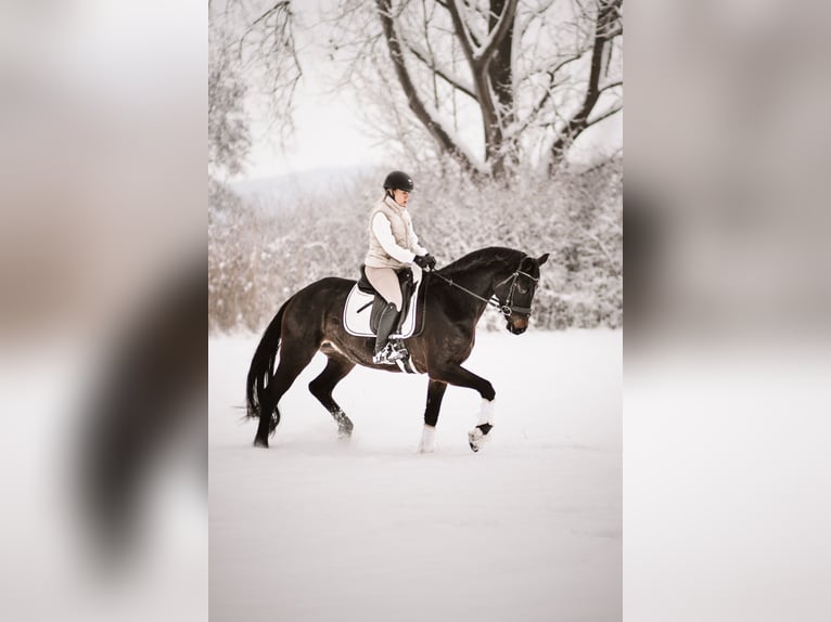 Hanovrien Jument 5 Ans 168 cm Bai brun in Meinhard