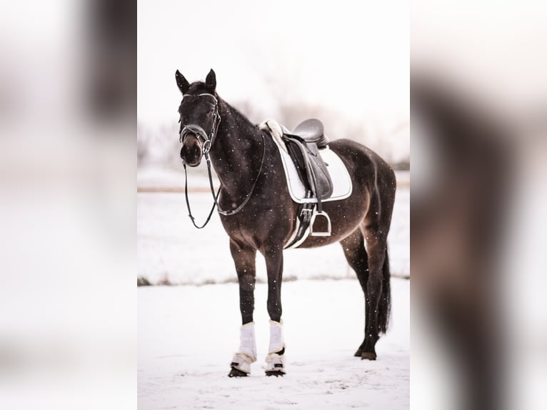 Hanovrien Jument 5 Ans 168 cm Bai brun in Meinhard